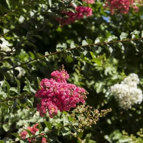 thumbnail for publication: Key Plant, Key Pests: Crapemyrtle (Lagerstroemia)